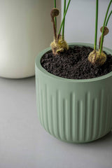 Arcus Ionic - Salbeigrün