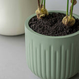 Arcus Ionic - Salbeigrün