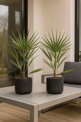 2x Chamaerops Humilis - Zwergpalme Ø:15 H:50 cm