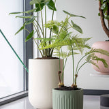 Arcus Ionic - Salbeigrün