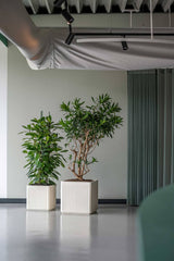 Block Ionic - Seidenweiß