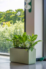 Jort Ionic - Salbeigrün