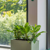 Jort Ionic - Salbeigrün