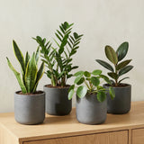 4x Charlie Black Washed Ø:18 Finestgreen || Abgebildete Größen: M Ø:18 x H:17,5 cm