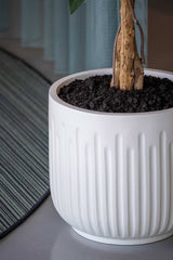 Arcus Ionic - Seidenweiß