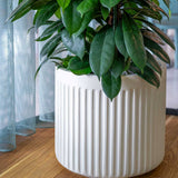 Turris Low Ionic - Seidenweiß Finestgreen
