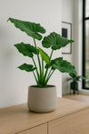 Alocasia Cucullata Ø:19 H:70 cm