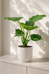 Alocasia Cucullata
