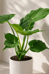 Alocasia Cucullata