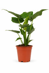 Alocasia Cucullata