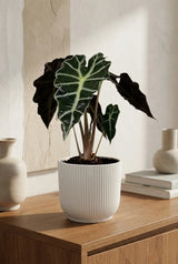 Alocasia Polly Ø:12 H:40 cm Finestgreen