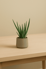 Aloe Vera Ø:12 H:25 cm