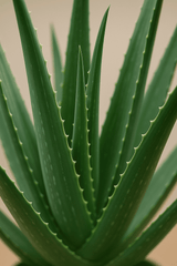Aloe Vera Ø:17 H:55 cm