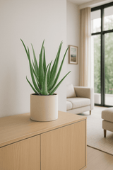 Aloe Vera Ø:17 H:55 cm