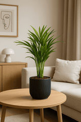 Areca - Goldfruchtpalme Ø:14 H:50 cm