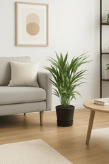 Areca - Goldfruchtpalme Ø:17 H:65 cm