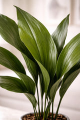 Aspidistra Elatior – Eisenpflanze Ø:17 H:70 cm Finestgreen