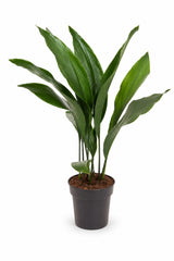 Aspidistra Elatior – Eisenpflanze