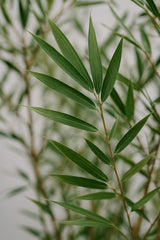 Bambus - Fargesia Formidable Ø:17 H:40 cm