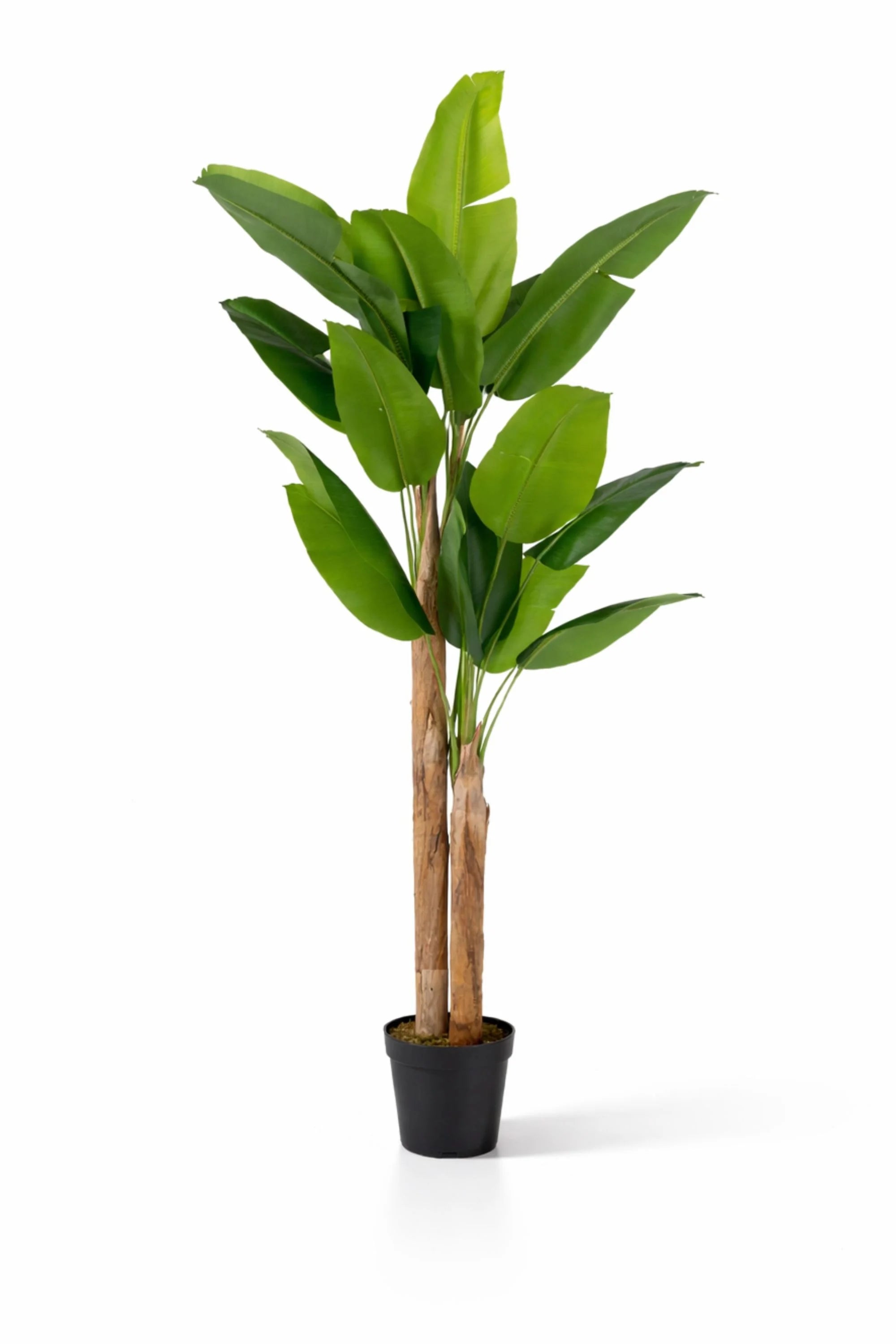 Bananenbaum Knstlich H: 220cm - Knstliche Pflanzen | Finestgreen