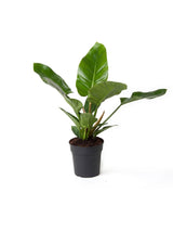 Baumfreund 'Imperial Green' (Philodendron 'Imperial Green') im Kulturtopf Ø 19 cm, ca. 70 cm hoch – freigestellt