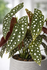 Begonia Maculata Ø:12 H:20 cm