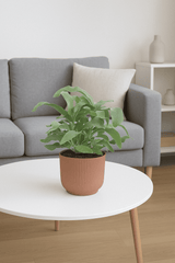 Blue Star Phlebodium aureum Ø:17 H:40 cm