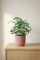 Blue Star Phlebodium aureum plant by Hillplant, featuring vibrant green fronds and a healthy, lush appearance.