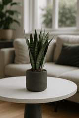 Bogenhanf - Sansevieria Black Coral Ø:12 H:35 cm Finestgreen