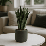 Charlie Black Washed