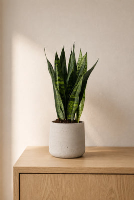 Bogenhanf - Sansevieria Black Coral