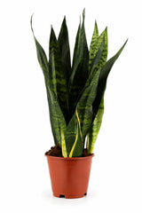 Bogenhanf - Sansevieria Black Coral