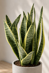 Bogenhanf - Sansevieria laurentii