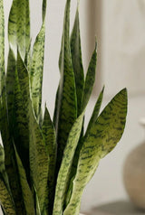Close-up of Bogenhanf (Sansevieria zeylanica) plant leaves from Ammerlaan The Green Innovator, showcasing vibrant green tones.