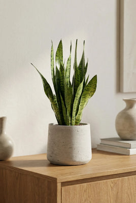 Bogenhanf - Sansevieria Zeylanica