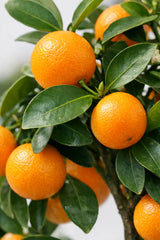Citrus Calamondin - Calamondin Orange - Finestgreen