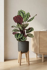 Calathea Medallion - Korbmarante Ø:21 H:70 cm Finestgreen