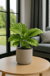 Calathea Orbifolia - Korbmarante Ø:14 H:45 cm