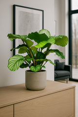 Calathea Orbifolia - Korbmarante Ø:21 H:70 cm