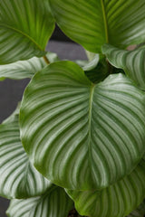 Calathea Orbifolia - Korbmarante - Finestgreen