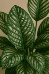 Calathea Ornata - Korbmarante Ø:19 H:80 cm
