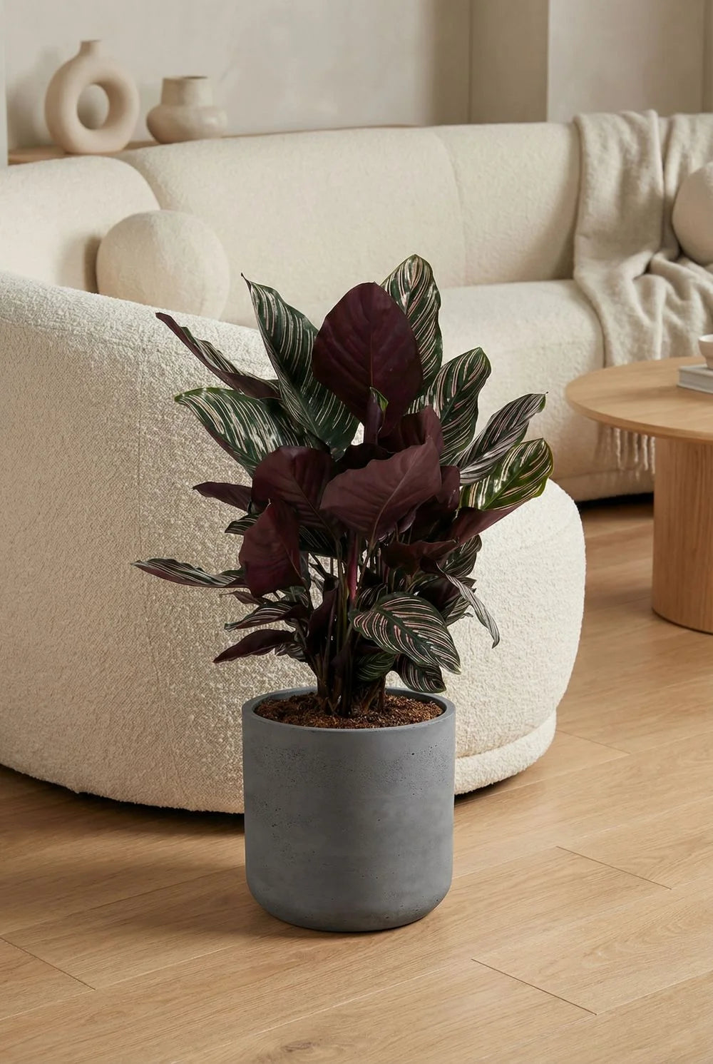 Korbmarante kaufen - Calathea Ornata Zimmerpflanze Ø:27 H:80 cm