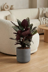 Calathea Ornata - Korbmarante - Finestgreen