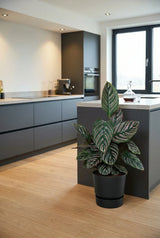 Calathea Ornata - Korbmarante - Finestgreen