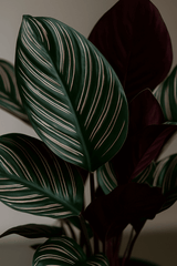 Calathea Ornata - Korbmarante Ø:27 H:80 cm