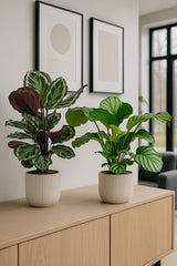 Calathea Set - Orbifolia & Medallion
