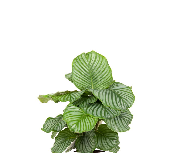 Calathea Orbifolia - Korbmarante Ø:27 H:70 cm