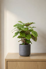 Calathea makoyana - Korbmarante