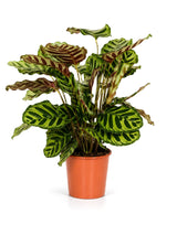 Korbmarante (Calathea makoyana) im Kulturtopf Ø 17 cm, ca. 65 cm hoch – freigestellt