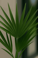 Chamaerops Humilis - Zwergpalme Ø:15 H:50 cm